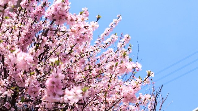 免费下载花朵春天自然 - 使用 GIMP 在线图像编辑器编辑的免费照片或图片