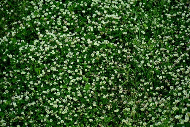 Free download flowers spring nature botany bloom free picture to be edited with GIMP free online image editor