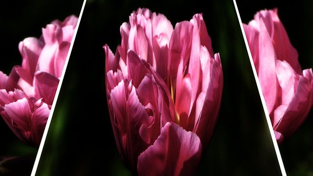 ดาวน์โหลดฟรีเทมเพลตภาพถ่าย Flowers Spring Pink Flower ฟรีเพื่อแก้ไขด้วยโปรแกรมแก้ไขรูปภาพออนไลน์ GIMP