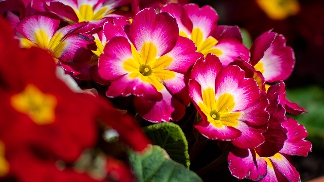 تنزيل Flowers Spring Plant مجانًا - صورة أو صورة مجانية ليتم تحريرها باستخدام محرر الصور عبر الإنترنت GIMP