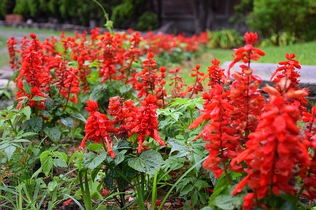 تنزيل Flowers Spring Red مجانًا - صورة مجانية أو صورة ليتم تحريرها باستخدام محرر الصور عبر الإنترنت GIMP