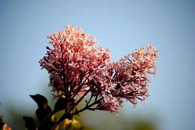 Descarga gratuita Flowers Spring Sky - foto o imagen gratuita para editar con el editor de imágenes en línea GIMP
