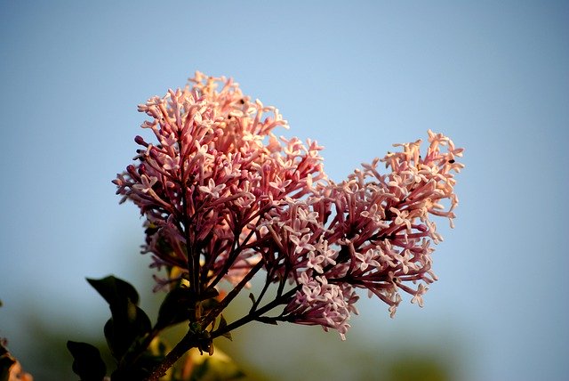 ดาวน์โหลดฟรี Flowers Spring Sky - ภาพถ่ายหรือรูปภาพฟรีที่จะแก้ไขด้วยโปรแกรมแก้ไขรูปภาพออนไลน์ GIMP