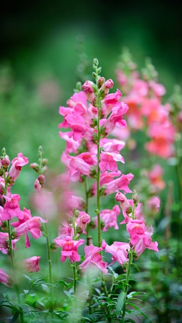 花、春、キンギョソウの庭を無料でダウンロード GIMP で編集できる無料のオンライン画像エディターの無料画像
