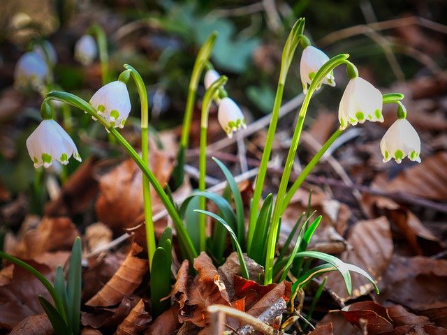 Free download flowers spring snowflake bloom free picture to be edited with GIMP free online image editor