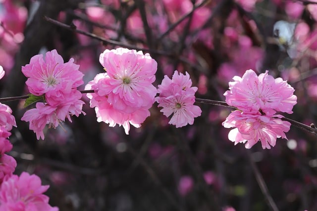 Free download flowers spring spring flowers free picture to be edited with GIMP free online image editor