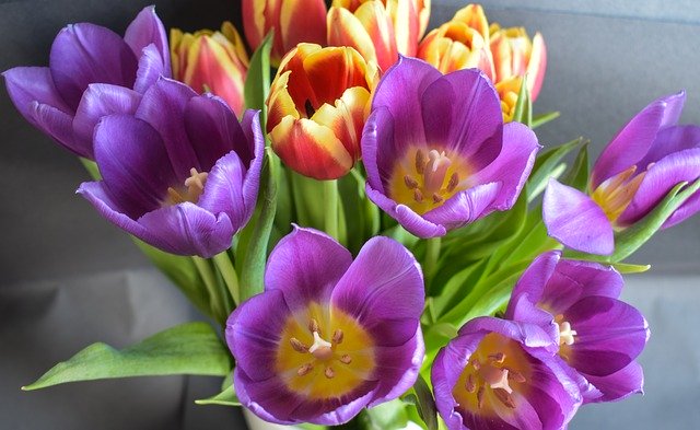 Muat turun percuma Flowers Spring Tulip - foto atau gambar percuma untuk diedit dengan editor imej dalam talian GIMP