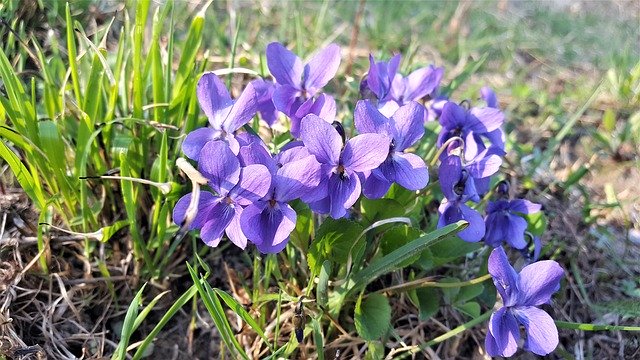 Free download Flowers Spring Violets -  free photo or picture to be edited with GIMP online image editor