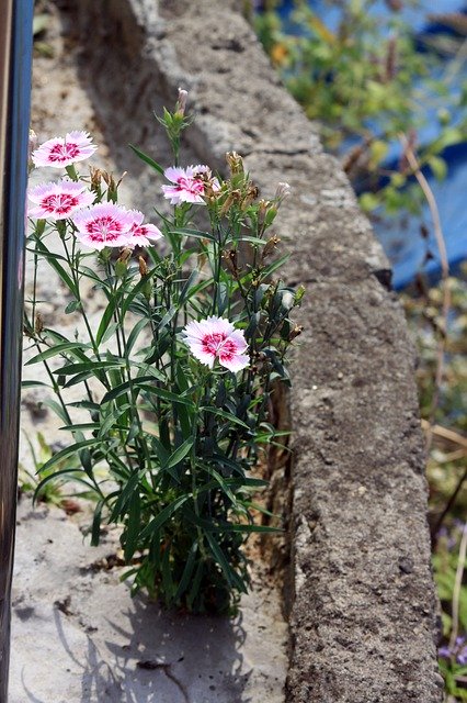 Free download Flowers Stone Next Gil -  free free photo or picture to be edited with GIMP online image editor