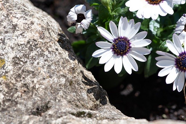 Muat turun percuma Flowers Stone White - foto atau gambar percuma untuk diedit dengan editor imej dalam talian GIMP