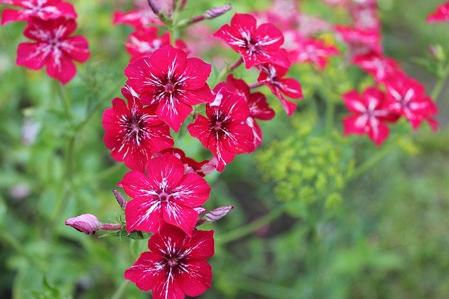 Muat turun percuma Flowers Summer Flower Garden - foto atau gambar percuma untuk diedit dengan editor imej dalam talian GIMP