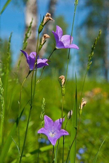 Descarga gratuita Flowers Summer Plant - foto o imagen gratuita para editar con el editor de imágenes en línea GIMP