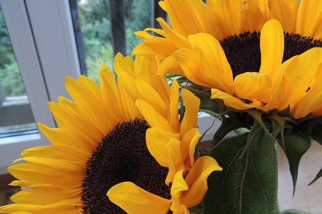 Download gratuito Flowers Sunflower Yellow - foto o immagine gratuita da modificare con l'editor di immagini online di GIMP