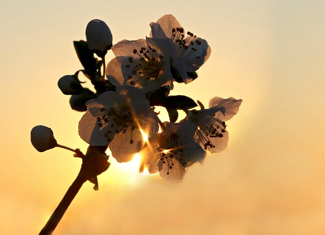 Free download Flowers Sun Light -  free photo or picture to be edited with GIMP online image editor
