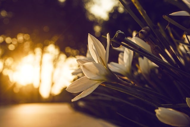 Free download flowers sunset sunshine free picture to be edited with GIMP free online image editor