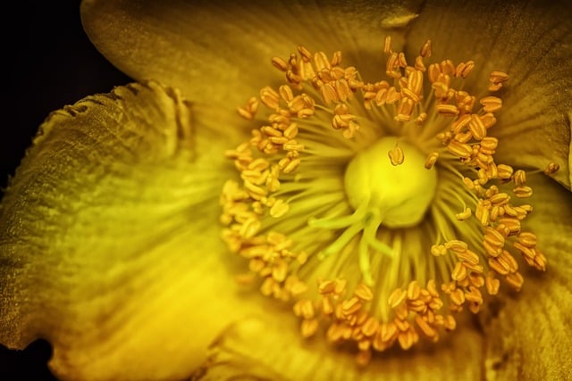 Free download flower stamens hypericum macro free picture to be edited with GIMP free online image editor