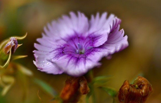 Descărcare gratuită Flower Stamens Petals - fotografie sau imagini gratuite pentru a fi editate cu editorul de imagini online GIMP