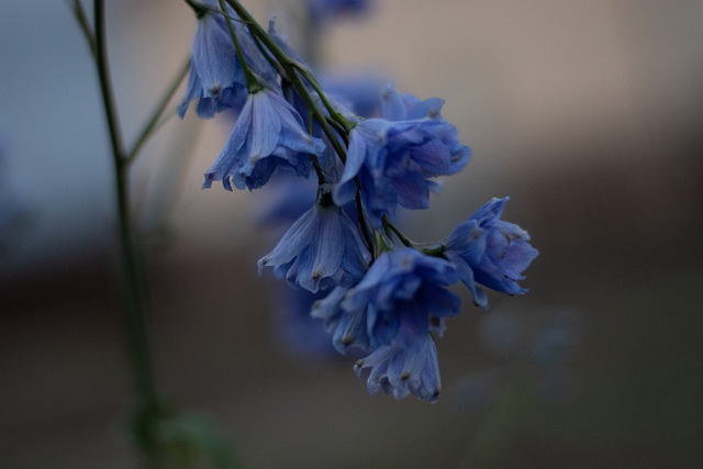 Free download flower stem bell garden free picture to be edited with GIMP free online image editor