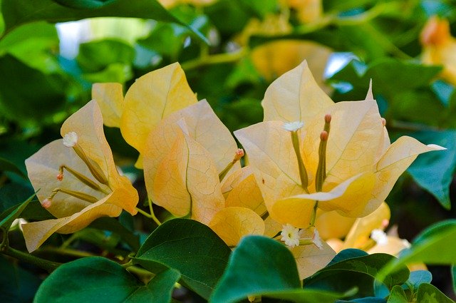 Muat turun percuma Flowers The Buds Asia - foto atau gambar percuma untuk diedit dengan editor imej dalam talian GIMP