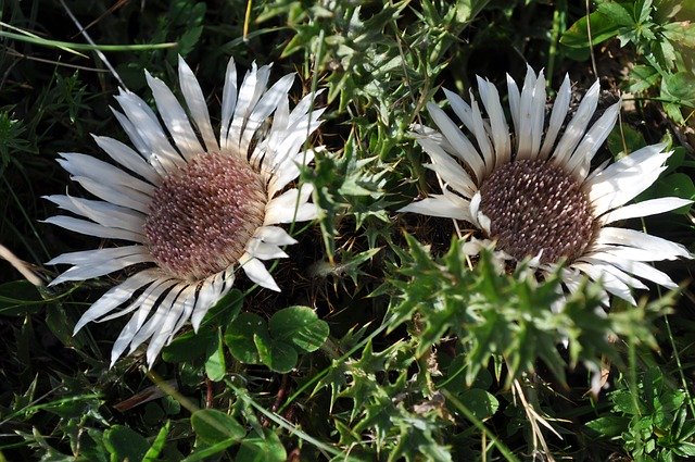 Unduh gratis Bunga Thistle Flower - foto atau gambar gratis untuk diedit dengan editor gambar online GIMP