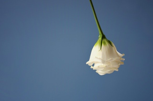 Безкоштовно завантажте Flower Still Life Solid - безкоштовну фотографію чи зображення для редагування за допомогою онлайн-редактора зображень GIMP