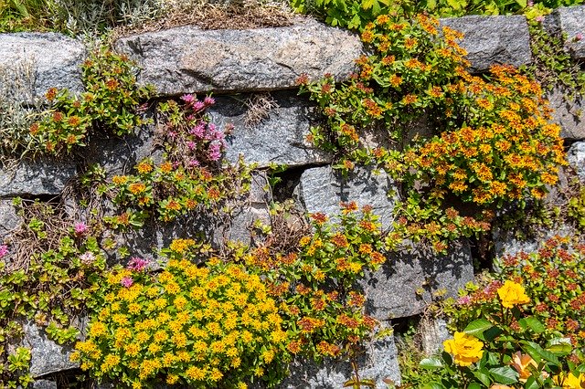 Descărcare gratuită Flower Stone Wall Summer - fotografie sau imagini gratuite pentru a fi editate cu editorul de imagini online GIMP