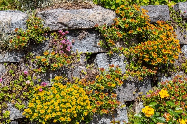 ดาวน์โหลดฟรี Flower Stone Wall Summer - ภาพถ่ายหรือรูปภาพฟรีที่จะแก้ไขด้วยโปรแกรมแก้ไขรูปภาพออนไลน์ GIMP