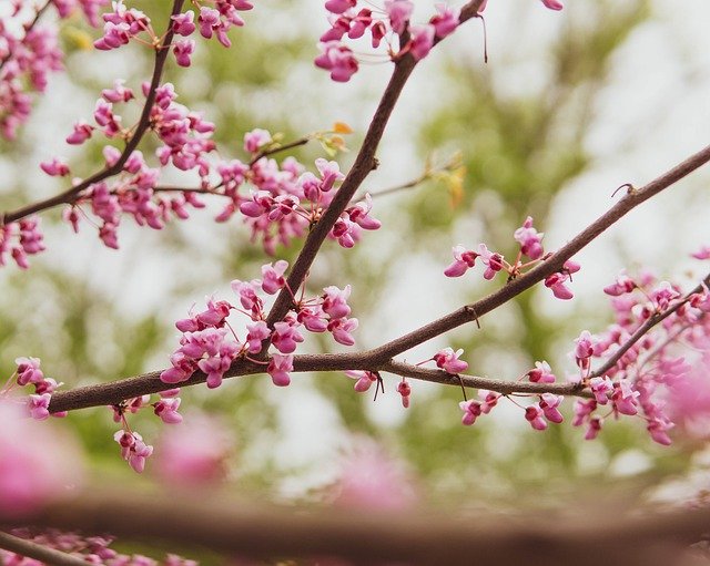 Téléchargement gratuit de Flowers Tree Bloom - photo ou image gratuite à éditer avec l'éditeur d'images en ligne GIMP