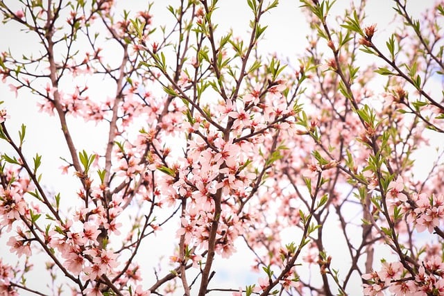 Free download flowers tree flowering spring free picture to be edited with GIMP free online image editor