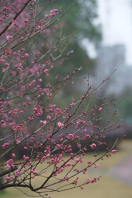Free download flowers tree plum buds spring free picture to be edited with GIMP free online image editor