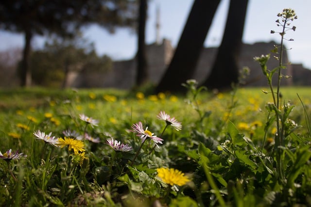 Free download flowers trees herb sky city free picture to be edited with GIMP free online image editor