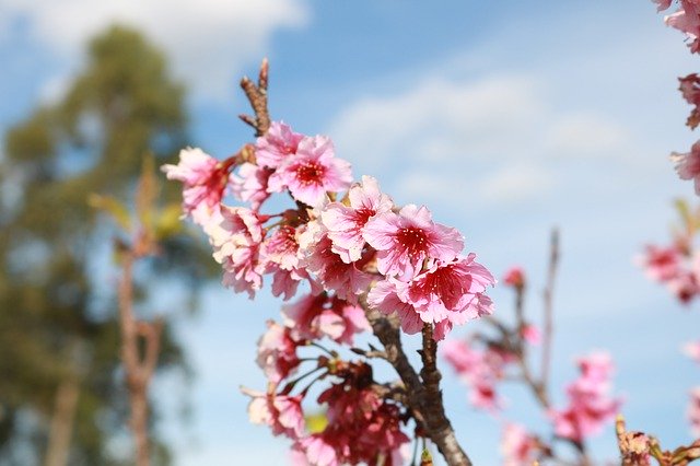 Téléchargement gratuit Fleurs Arbres Arbre - photo ou image gratuite à modifier avec l'éditeur d'images en ligne GIMP