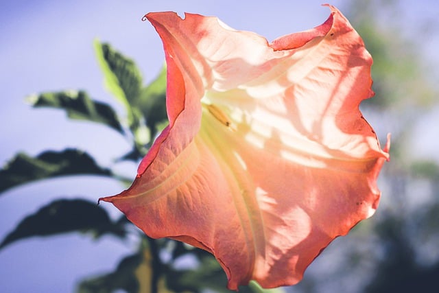 免费下载花朵喇叭百合花瓣免费图片可使用 GIMP 免费在线图像编辑器进行编辑