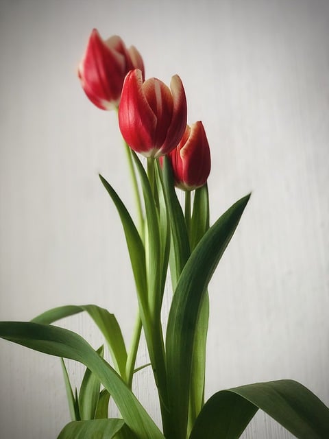 قم بتنزيل صورة زهور التوليب الطبيعية الربيعية مجانًا لتحريرها باستخدام محرر الصور المجاني عبر الإنترنت GIMP