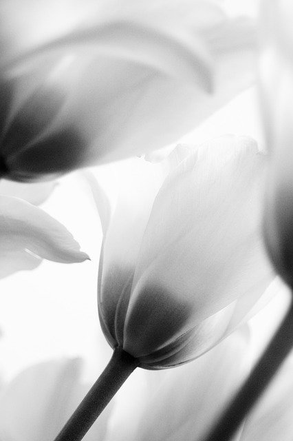 Free picture Flowers Tulips Black And White -  to be edited by GIMP free image editor by OffiDocs
