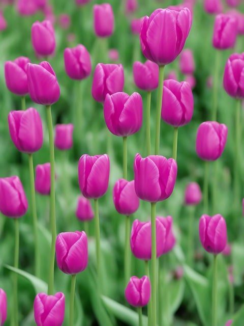 Free download flowers tulips bloom blossom free picture to be edited with GIMP free online image editor