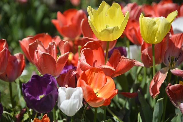 Free download flowers tulips bloom spring garden free picture to be edited with GIMP free online image editor