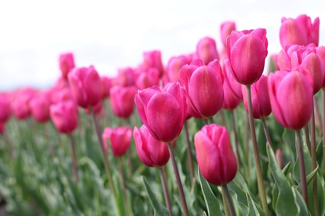Free download flowers tulips botany bloom free picture to be edited with GIMP free online image editor