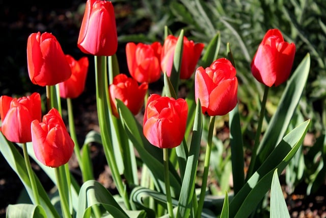 Free download flowers tulips bouquet blooms free picture to be edited with GIMP free online image editor