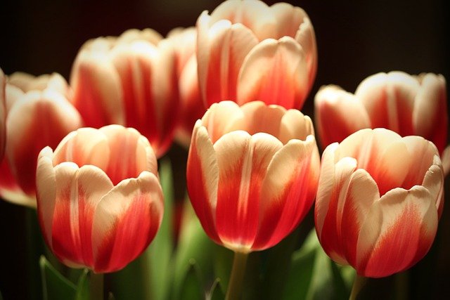 Free download flowers tulips bouquet garden free picture to be edited with GIMP free online image editor
