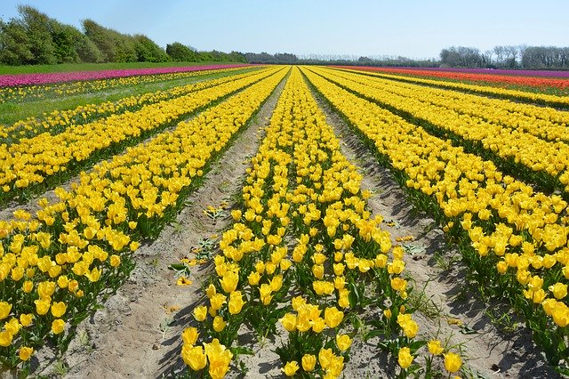 Unduh gratis Flowers Tulips Fields Of - foto atau gambar gratis untuk diedit dengan editor gambar online GIMP