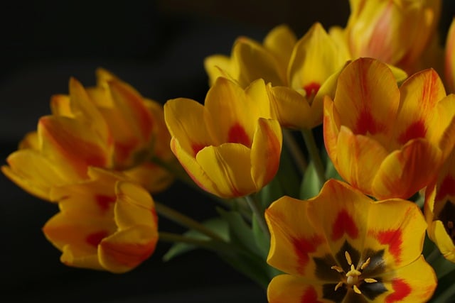 Free download flowers tulips flora bouquet free picture to be edited with GIMP free online image editor