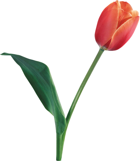Template Photo Flowers Tulips Flower for OffiDocs