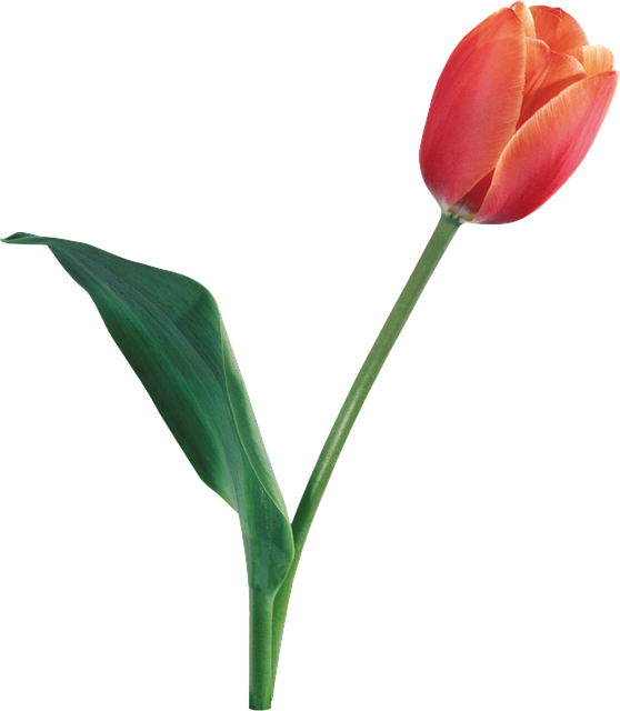 Libreng download Flowers Tulips Flower libreng template ng larawan na ie-edit gamit ang GIMP online image editor