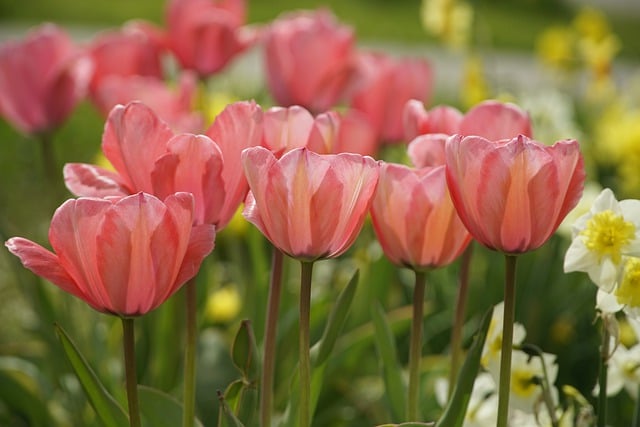 Free download flowers tulips garden pink field free picture to be edited with GIMP free online image editor