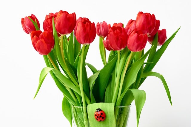 Free download flowers tulips ladybug bouquet free picture to be edited with GIMP free online image editor