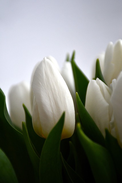 Free download flowers tulips leaves petals free picture to be edited with GIMP free online image editor
