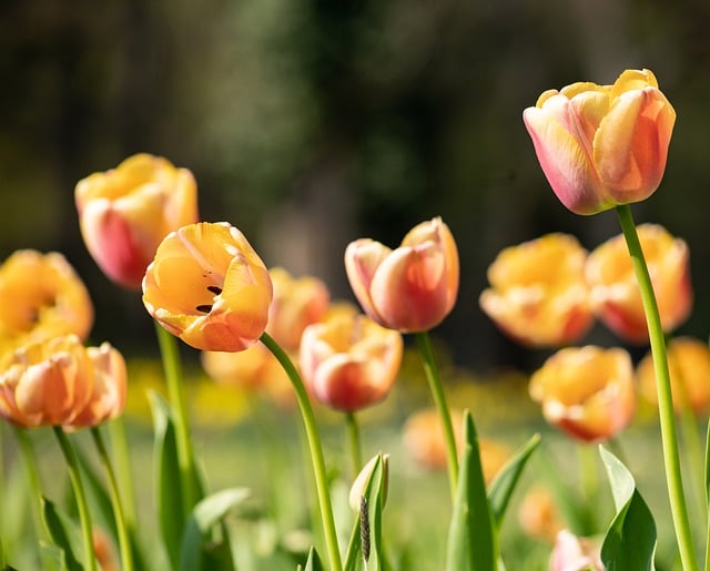 Free download flowers tulips meadow field flora free picture to be edited with GIMP free online image editor