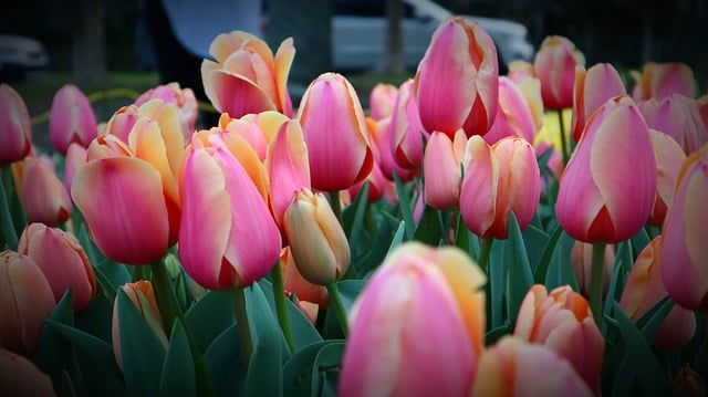 Free download flowers tulips meadow peace forest free picture to be edited with GIMP free online image editor