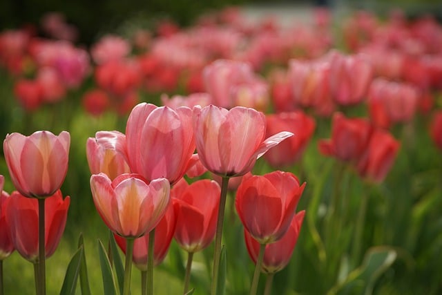 Free download flowers tulips meadow spring free picture to be edited with GIMP free online image editor